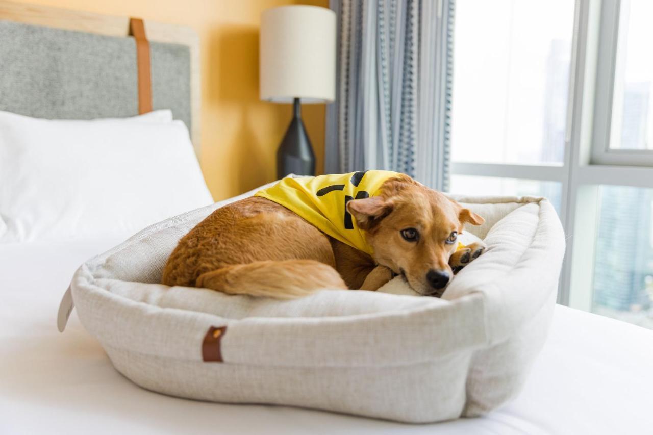 Sentral Michigan Avenue Aparthotel Chicago Ngoại thất bức ảnh A dog in a dog bed